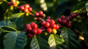 Giá nông sản hôm nay (28/11): Giá cà phê quay đầu giảm nhẹ, hồ tiêu đi ngang