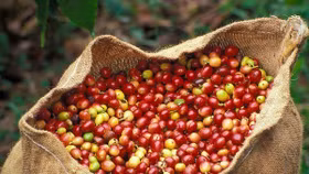 Giá nông sản hôm nay (25/2): Giá cà phê giảm nhẹ, hồ tiêu vượt mốc 152.000 đồng/kg