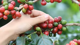 Giá nông sản hôm nay (9/1): Giá cà phê neo ở mức cao, hồ tiêu ổn định