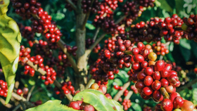 Giá nông sản hôm nay (27/3): Giá cà phê lao dốc, hồ tiêu neo cao
