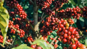 Giá nông sản hôm nay (27/3): Giá cà phê lao dốc, hồ tiêu neo cao