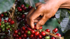 Giá nông sản hôm nay (23/2): Giá cà phê và hồ tiêu “án binh” vì nghỉ lễ