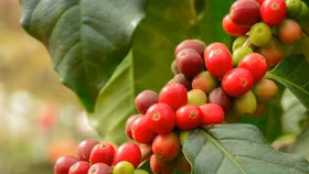 Giá nông sản hôm nay (25/8): Giá cà phê và hồ tiêu neo cao