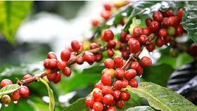 Giá nông sản hôm nay (9/2): Giá cà phê trong nước ổn định, hồ tiêu neo cao