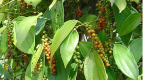 Giá nông sản hôm nay (19/11): Giá cà phê, hồ tiêu đồng loạt tăng 