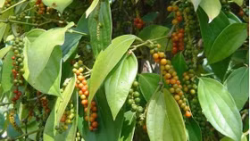 Giá nông sản hôm nay (19/11): Giá cà phê, hồ tiêu đồng loạt tăng 