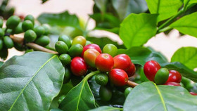 Giá nông sản hôm nay (25/3): Giá cà phê quay đầu giảm, hồ tiêu giao dịch quanh mức 136.000 đồng/kg