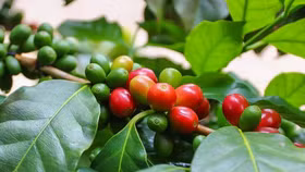 Giá nông sản hôm nay (25/3): Giá cà phê quay đầu giảm, hồ tiêu giao dịch quanh mức 136.000 đồng/kg