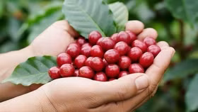 Giá nông sản hôm nay (12/5): Giá cà phê quay đầu giảm nhẹ, hồ tiêu ổn định