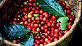 Giá nông sản hôm nay (6/3): Giá cà phê và hồ tiêu đồng loạt đảo chiều tăng
