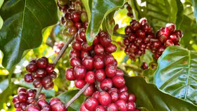 Giá nông sản hôm nay (1/12): Giá cà phê ổn định, hồ tiêu đi ngang
