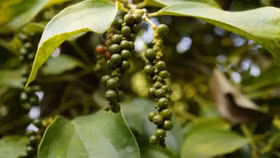 Giá nông sản hôm nay (19/8): Giá cà phê tiếp tục tăng, hồ tiêu neo cao