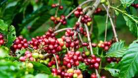 Giá nông sản hôm nay (25/12): Giá cà phê và hồ tiêu đồng loạt bật tăng mạnh