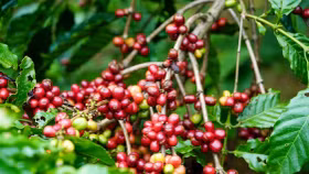 Giá nông sản hôm nay (25/12): Giá cà phê và hồ tiêu đồng loạt bật tăng mạnh
