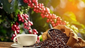Giá nông sản hôm nay (15/7): Giá cà phê và hồ tiêu đồng loạt giảm