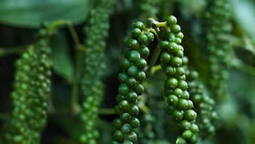 Giá nông sản hôm nay (26/8): Giá cà phê quay đầu giảm, hồ tiêu tăng mạnh