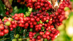 Giá nông sản hôm nay (3/12): Giá cà phê và hồ tiêu tiếp đà giảm mạnh