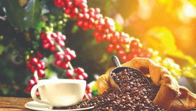 Giá nông sản hôm nay (8/9): Giá cà phê và hồ tiêu đồng loạt đi ngang