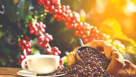 Giá nông sản hôm nay (8/9): Giá cà phê và hồ tiêu đồng loạt đi ngang