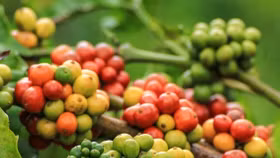Giá nông sản hôm nay (7/8): Giá cà phê tăng mạnh, hồ tiêu neo ở mức cao