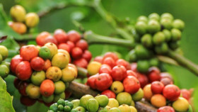 Giá nông sản hôm nay (7/8): Giá cà phê tăng mạnh, hồ tiêu neo ở mức cao
