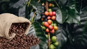 Giá nông sản hôm nay (24/7): Giá cà phê bật tăng mạnh, hồ tiêu đi ngang