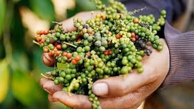 Giá nông sản hôm nay (18/11): Giá cà phê tiếp tục giảm, hồ tiêu bật tăng