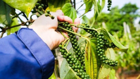 Giá nông sản hôm nay (13/1): Giá cà phê ổn định, hồ tiêu neo cao