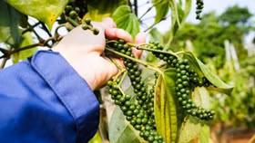 Giá nông sản hôm nay (13/1): Giá cà phê ổn định, hồ tiêu neo cao