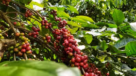 Giá nông sản hôm nay (18/3): Giá cà phê đảo chiều bật tăng, hồ tiêu giảm mạnh
