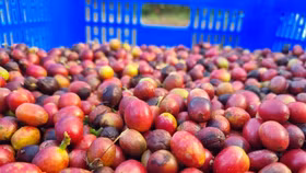 Giá nông sản hôm nay (9/4): Giá tiêu tăng, cà phê đảo chiều giảm mạnh