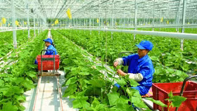 Bộ Chính trị: Đến 2030, có doanh nghiệp nông nghiệp mạnh dẫn đầu khu vực và thế giới