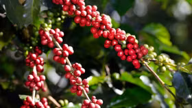 Giá nông sản hôm nay (28/6): Giá cà phê và hồ tiêu bất ngờ tăng cao