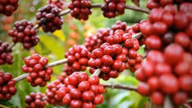 Giá nông sản hôm nay (1/8): Cà phê và hồ tiêu đồng loạt tăng mạnh