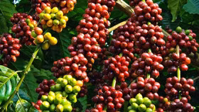 Giá nông sản hôm nay (6/7): Giá cà phê tiếp tục tăng nhẹ