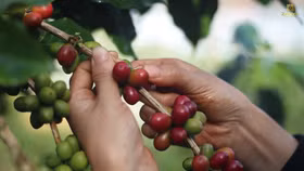 Giá nông sản hôm nay (20/4): Giá cà phê tiếp đà lao dốc, hồ tiêu phục hồi