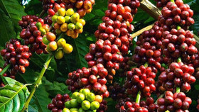 Giá nông sản hôm nay (25/6): Giá cà phê trong nước phục hồi nhẹ 