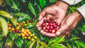 Giá nông sản hôm nay (29/7): Giá cà phê tăng nhẹ, hồ tiêu neo ở mức cao