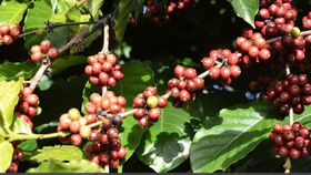 Giá nông sản hôm nay (5/11): Cà phê tăng mạnh, hồ tiêu giảm nhẹ