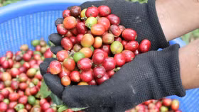 Giá nông sản hôm nay (13/2): Giá cà phê bật tăng trở lại, hồ tiêu neo ở mức cao