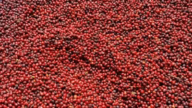 Giá nông sản hôm nay (6/5): Giá cà phê lặng sóng, hồ tiêu neo cao ở mức 144.000 đồng/kg