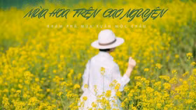 Lên Mộc Châu mùa hoa mận nở, hoa cải vàng: Kinh nghiệm khám phá mùa xuân trên cao nguyên