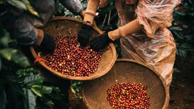 Giá nông sản hôm nay (8/5): Giá cà phê tiếp đà tăng mạnh, hồ tiêu neo cao