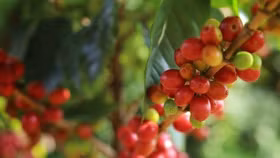 Giá nông sản hôm nay (15/10): Giá cà phê tăng, hồ tiêu giảm mạnh 