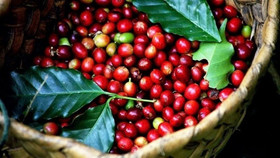 Giá nông sản hôm nay (22/8): Giá cà phê và hồ tiêu đồng loạt tăng