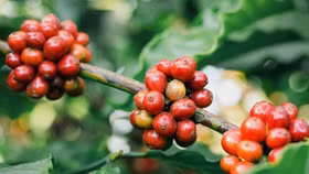 Giá nông sản hôm nay (13/3): Giá cà phê và hồ tiêu đồng loạt giảm mạnh