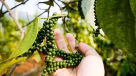 Giá tiêu tiếp tục duy trì trạng thái ổn định sau nhiều tuần biến động