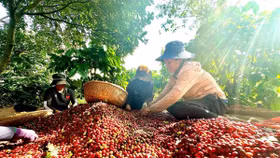 Giá nông sản hôm nay (25/7): Giá cà phê tăng nhẹ, hồ tiêu ổn định