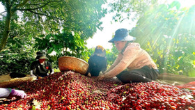 Giá nông sản hôm nay (25/7): Giá cà phê tăng nhẹ, hồ tiêu ổn định