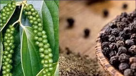 Giá nông sản hôm nay (11/8): Giá hồ tiêu tăng mạnh